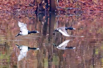 Ring-necked Ducks