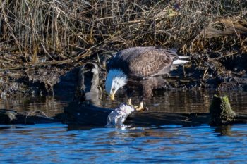 Bald eagle with his fresh catch in Chesapeake, VA