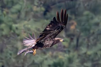Juvenile Bald Eagle with dinner in Chesapeake, VA, showcasing its developing feathers and keen gaze