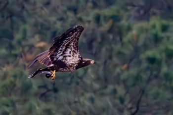 Juvenile Bald Eagle