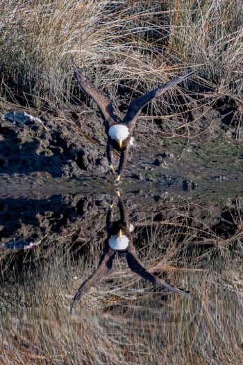 Bald eagle landing at the watersedge seeing his reflection in Chesapeake, VA