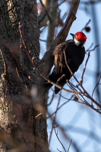 Pileated Woodpecker