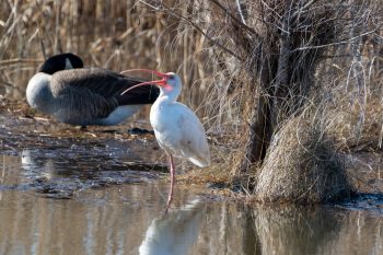 American white ibis