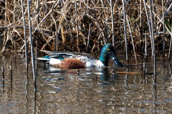 Northern Shoveler