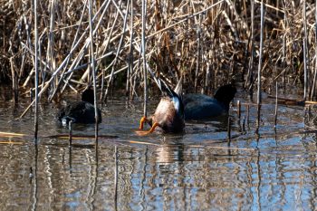 Northern Shoveler & American Coot