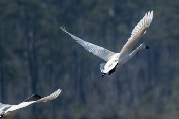 Tundra Swans
