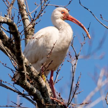 American White Ibis standing ion a branch in Mattamuskeet National Wildlife Refuge, North Carolina
