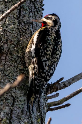 Yellow-bellied Sapsucker (Woodpecker)