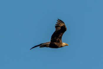 Bald eagle in flight against a clear blue sky in Virginia Beach, VA