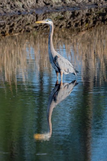 Great Blue Heron standing in the water in Chesapeake, VA, showcasing its elegant posture and striking features