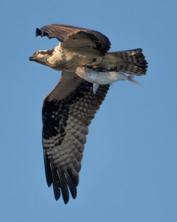 Osprey with dinner in his talons, in Virginia Beach, VA, showcasing its distinctive features and surroundings