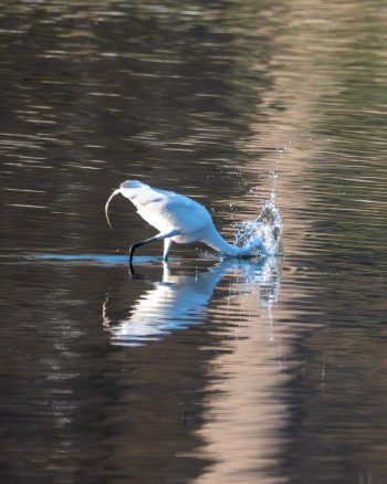 Great Egret fishing in a wetland area of Virginia Beach, Virginia, captured in March 2026