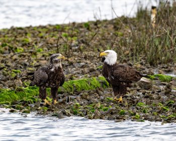 Juvenile and adult bald eagles in Virginia Beach, showcasing their distinct plumage