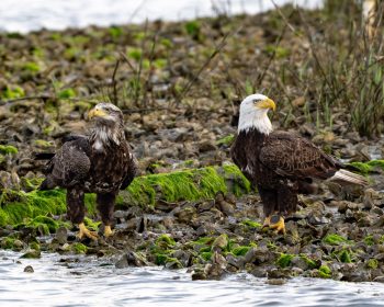 Juvenile and adult bald eagles in Virginia Beach, showcasing their distinct plumage