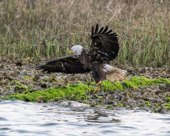 Bald eagle landing his fresh killed fish in Virginia Beach, VA