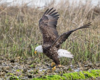 Bald eagle landing in Virginia Beach, VA