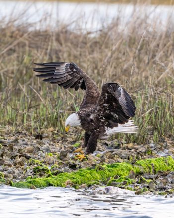 Bald eagle on the watersedge in Virginia Beach, VA