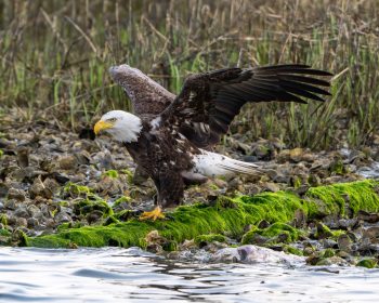 Bald eagle perched on a branch in Virginia Beach, VA