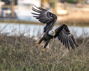 Bald eagle flying over the marsh in Virginia Beach, VA
