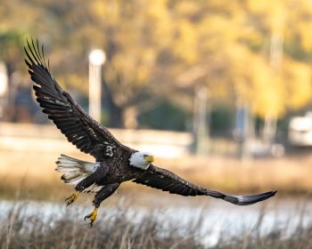 Bald flying over the marsh in Virginia Beach, VA