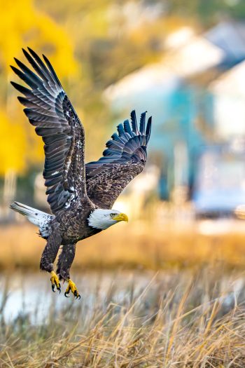 Bald flying over the marsh in Virginia Beach, VA
