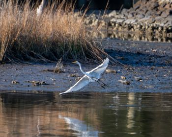 Great Egret flying gracefully over shallow water at Virginia Beach, captured in March 2026