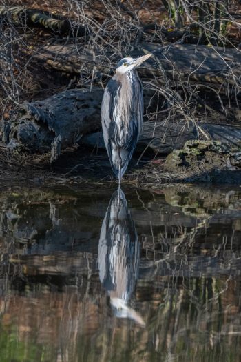 Great Blue Heron standing by the water in Virginia Beach, captured in March 2026