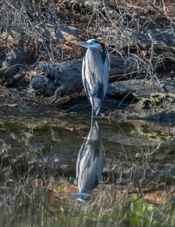 Great Blue Heron standing by the water in Virginia Beach, captured in March 2026