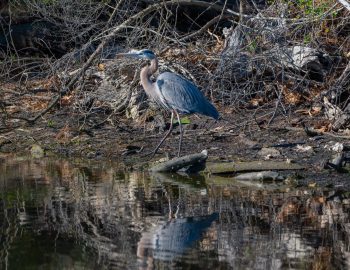 Great Blue Heron standing by the water in Virginia Beach, captured in March 2026