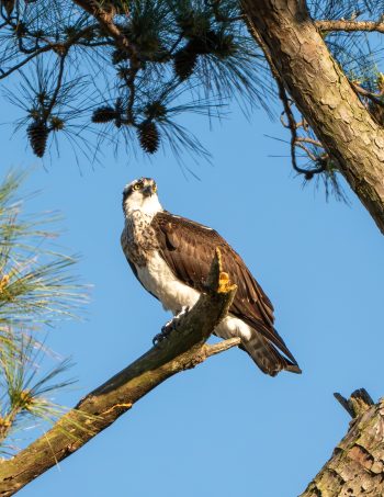 Osprey perched on a branch in Virginia Beach, showcasing its distinctive features against a clear sky