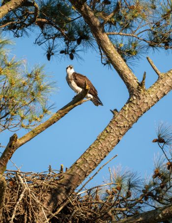 Osprey perched on a branch in Virginia Beach, showcasing its distinctive features against a clear sky