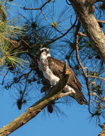 Osprey perched on a branch in Virginia Beach, showcasing its distinctive features against a clear sky