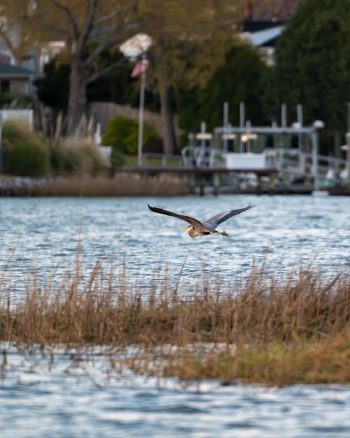 Great Blue Heron flying over the water in Virginia Beach, captured in March 2026