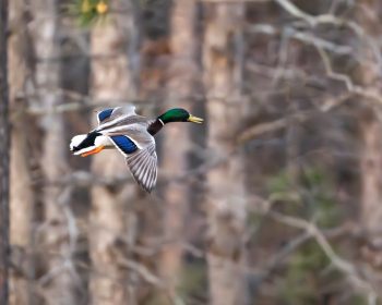 A male Mallard duck swimming in a calm body of water in Virginia Beach, Virginia