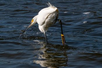 Snowy Egret standing gracefully in shallow water in Corolla, North Carolina