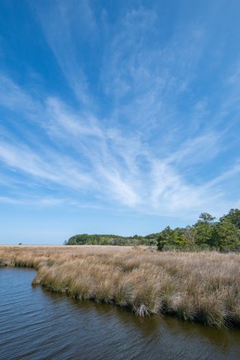 Blue sky and cloud formations as seen from the Currituck Banks Maritime Forest trail in Corolla, North Carolina.