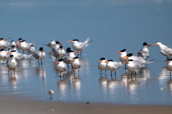 Royal Terns resting on the beach in Corolla, North Carolina, captured in April 2026