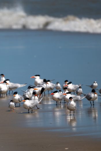 Royal Terns standing on a sandy beach in Corolla, North Carolina