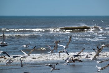 A flock of seagulls flying over the beach in Corolla, North Carolina