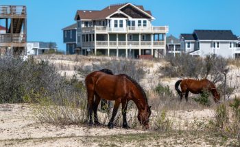 Wild horses roaming freely in Corolla, North Carolina, captured in April 2026