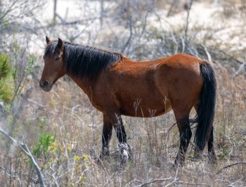 Wild horses roaming freely on the beach in Carova, North Carolina