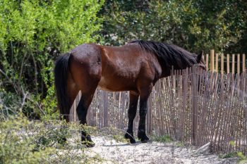 Wild horses roaming freely on the beach in Carova, North Carolina