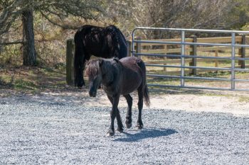 Wild horses roaming freely in Corolla, North Carolina, captured in April 2026