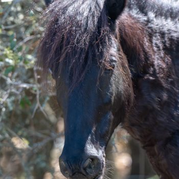 Wild horses roaming freely on the beach in Carova, North Carolina