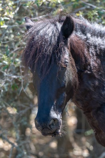 Wild horses roaming freely on the beach in Carova, North Carolina