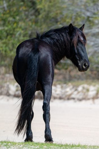 Wild horses roaming freely in Corolla, North Carolina, showcasing the natural beauty of the landscape