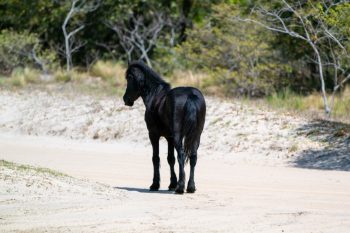 Wild horses roaming freely on the beach in Carova, North Carolina