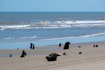 Ancient tree stumps in a ghost forest, showcasing the eerie beauty of Carova, North Carolina