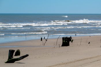 Ancient tree stumps in a ghost forest, showcasing unique shapes and textures in Corolla, North Carolina