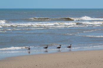 Gulls on the beach in Corolla, North Carolina during April 2026